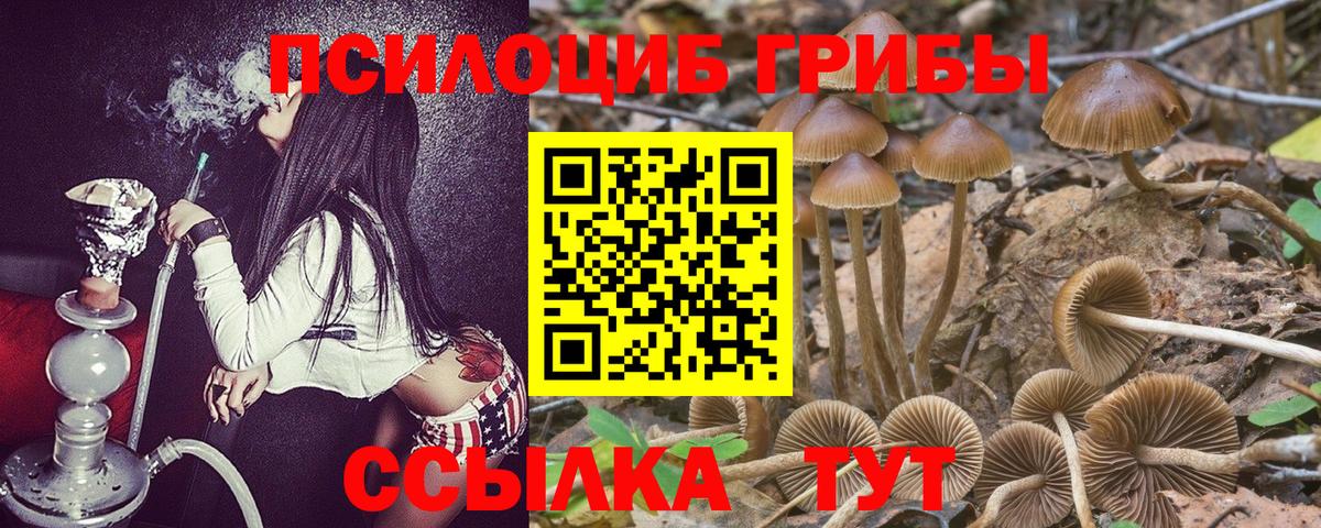 Галлюциногенные грибы Psilocybine cubensis Горячий Ключ